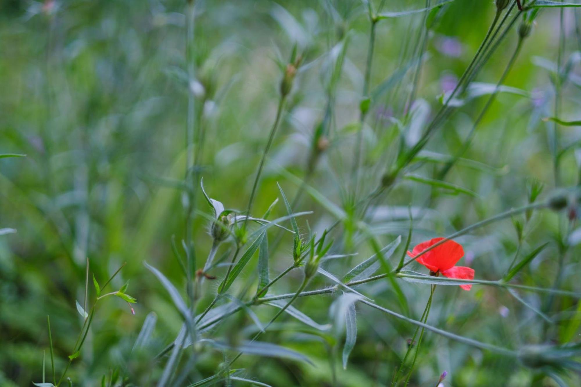 Tig Cottage - A Rural, Quirky, Pet Friendly 2 Bedroom Cottage Near Ballantrae Экстерьер фото